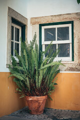 two old windows with a small flower growing nearby. old window and vintage photo with the mood of home and antiquity