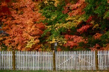 White Picket Fence In Autumn