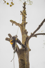 Arborist or lumberjack climbing up on a large tree using different safety and climbing tools. Arborist preparing to cut a tree, view from below.