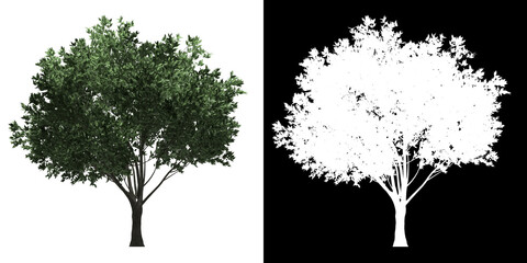 Wall Mural - Left view of Generic Tree. PNG with alpha channel to cutout. Made from 3D model for compositing.