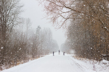 Family skiing in Russian winter forest, snowflakes falling. Active vacation with children outdoors concept