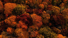 The Autumn Colors. Aerial View Of Trees In Fall Season, Bright Red Foliage. Forest From Above
