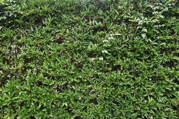 Wall Mural - A hedge made of Sweet viburnum.