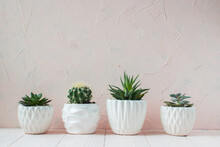 Different Succulent Plants In Different Pots. Indoor Plants At Home On A White Shelf. There Is Space For Text. Minimalism.