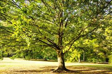 Wall Mural - Beautiful Oak