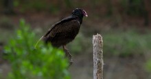 Turkey Vulture Perched On A Log In A Creek.