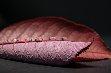 Close up shot of a red, purple leaf with water droplets on top of the leaf spine. On black background. 