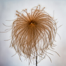 Shaggy Flower In Its Last Stages Of Life From A Clematis Plant, Climbing Ivy. Brown Plant That Looks Like Frizzy Hair. 