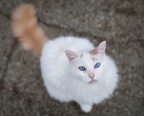 Junior the White Turkish Van Cat