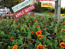 Field Of Yellow And Red Zinnias, Some With Dead Heads, And Wooden Posts And Signs For 'Cucumbers,' 'Apples,' And 'Apple Butter' Along With A Farm Wagon And Pumpkins In The Background