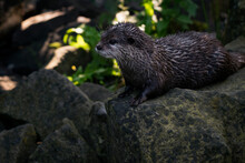 Aonyx Cinerea - Wet Otter Outdoors In Nature.