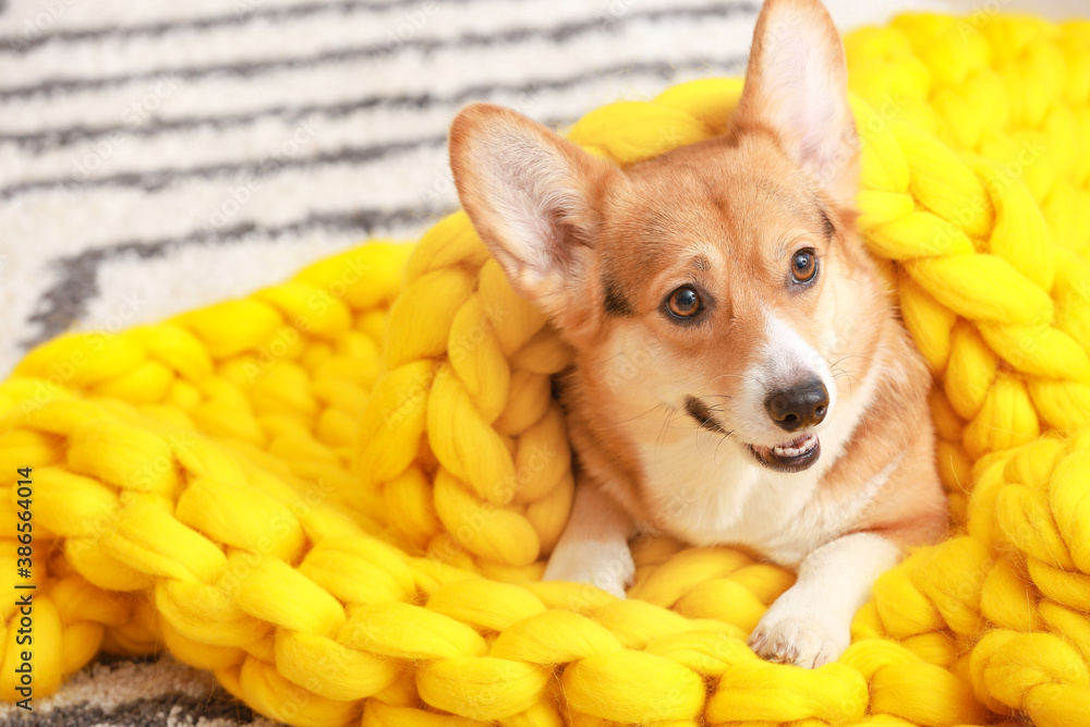 Cute dog with warm blanket at home