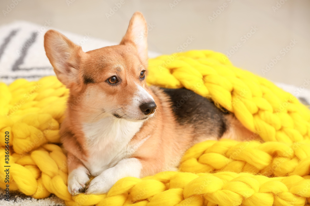 Cute dog with warm blanket at home