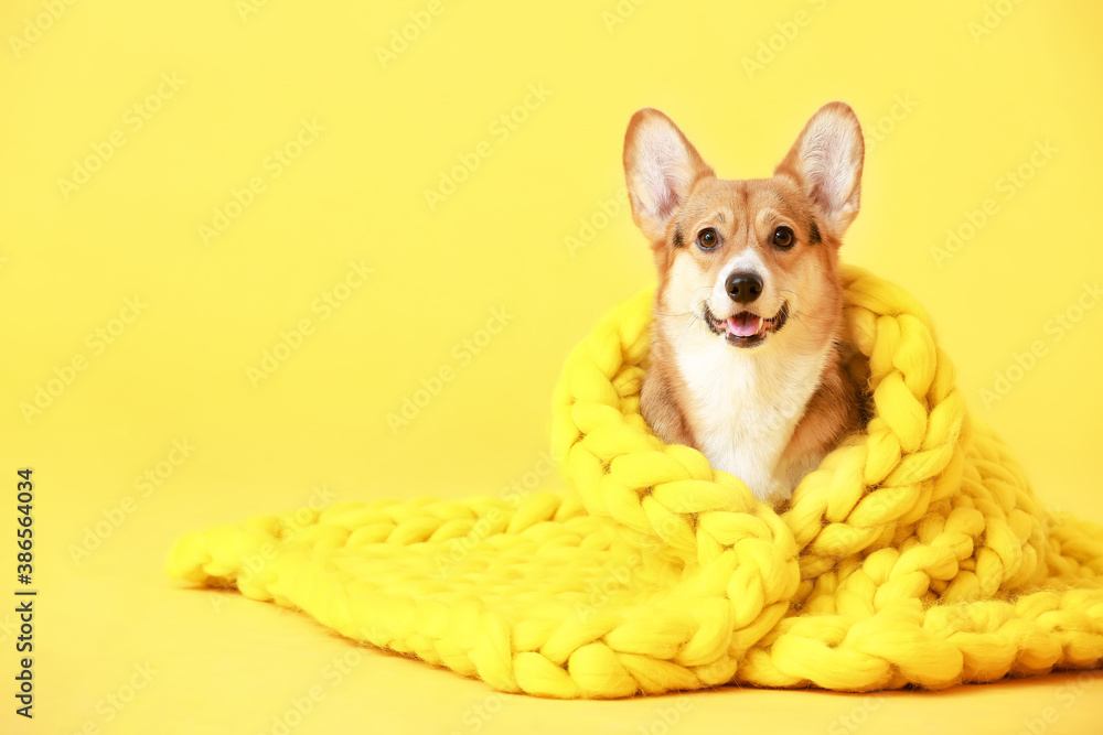 Cute dog with warm blanket on color background - obrazy, fototapety, plakaty 