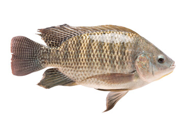 Tilapia in isolated with clipping path.