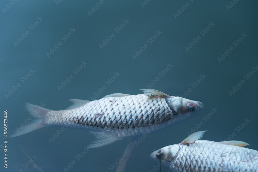 dead body of fish floating on blue natural water lake environment pollution background  - obrazy, fototapety, plakaty 
