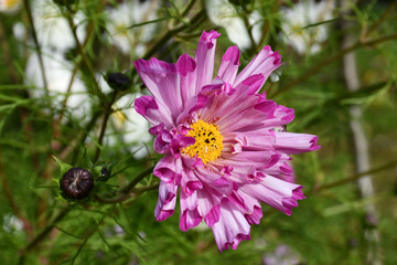 cosmea flower close-up on a blurry green background.