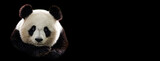 Fototapeta Sawanna - Template of Portrait of panda with a black background
