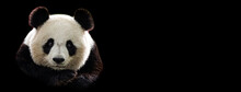 Template Of Portrait Of Panda With A Black Background