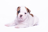 Fototapeta  - French bulldog puppy on a white background