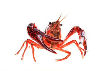 Wall Mural - Crawfish