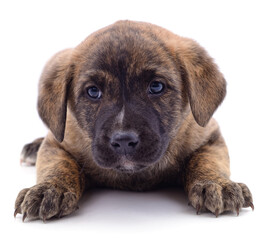 Wall Mural - Brown beautiful puppy.