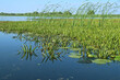 © AngelLuis - Plantas acuáticas de las zonas pantanosas del delta del Danubio. Stratiotes aloides, comúnmente conocidos como soldados de agua o piña de agua de las lagunas interiores del delta en la zona de Rumanía