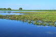 © AngelLuis - Plantas acuáticas de las zonas pantanosas del delta del Danubio. Stratiotes aloides, comúnmente conocidos como soldados de agua o piña de agua de las lagunas interiores del delta en la zona de Rumanía