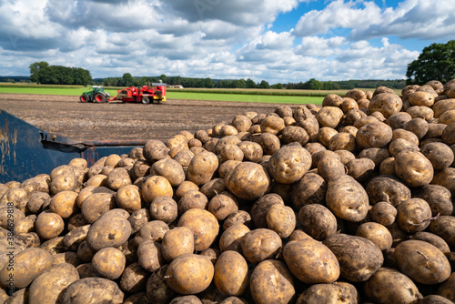 Tela Kartoffelanbau - geerntete Kartoffeln auf einem Transportanhänger am  Kartoffelfeld