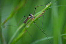 Crane Fly (Nephrotoma Pratensis) Sitting On A Leaf. Mosquito-like Bug In Its Habitat. Insect Detailed Portrait With Soft Green Background. Wildlife Scene From Nature. Czech Republic