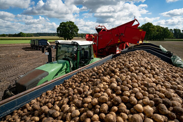 Wall Mural - Kartoffelernte - Kartoffelroder entlädt geerntete Kartoffeln auf gut gefüllte Transportanhänger.