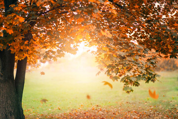 autumn nature landscape photography. old maple tree with yellow falling leaves on green grass. beaut