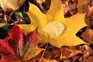 Wall Mural - bright colorful autumn leaves lying on the ground