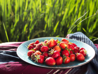 Wall Mural - Delicious ripe strawberries in the home plate among green grass