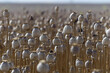 Opium field, with the seed capsules of the opium poppy (Papaver somniferum)