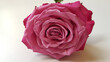 © Ingrid - Close up of pink rose on white background