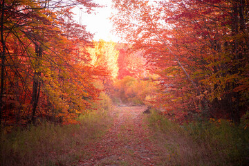 Wall Mural - Beautiful autumn country road surrounded by colorful fall foliage.