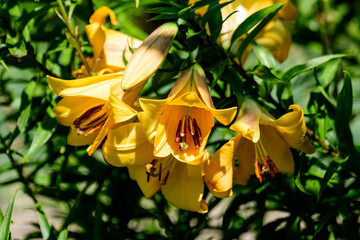 Vivid yellow flowers of Hemerocallis Lilium or Lily plant in a British cottage style garden in a sunny summer day, beautiful outdoor floral background photographed with soft focus.