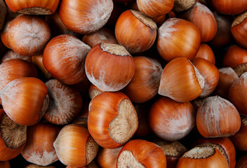 Wall Mural - Hazelnut background. Whole ripe hazelnuts.