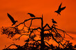 © Staffan Widstrand - Silhouette of birds and taiga forest in orange sunset