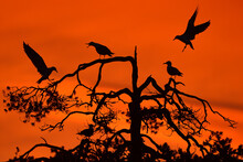 Silhouette Of Birds And Taiga Forest In Orange Sunset