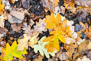 Canvas Print - top view of wet yellow fallen leaves of oak tree on burnt wood on ground after rain in city park in 