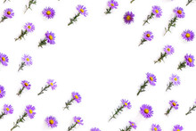 Flowers Wild Violet Asters With Dew On A White Background With Space For Text. Top View, Flat Lay. Aster Amellus, Michaelmas Daisies, Aster Alpinus, Alpine Aster, Blue Alpine Daisy