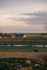 Wall Mural - The flat farmlands of Skåne (Scania) with barn, cows, pond and fields during autumn in Sweden