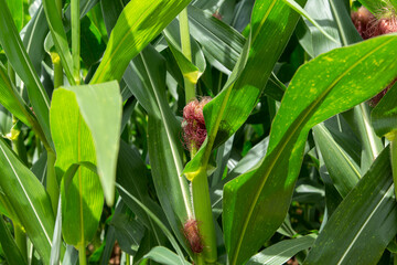 Green corn field in agricultural garden and the sun shines in a beautiful brightly colored sky background in Thailand.