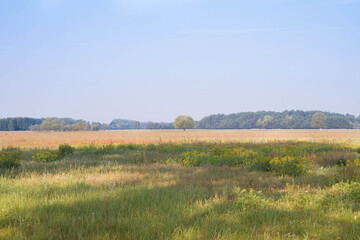 A meadow with a tree line seen in the background	
