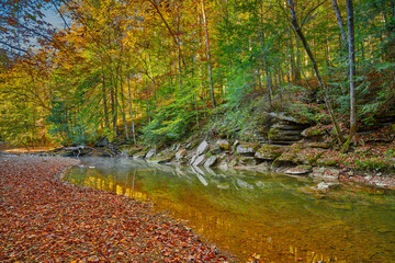 Wall Mural - Colorful Fall leaves along War Creek next to Turkey Foot Campground in the Daniel Boone National Forest near McKee, KY.