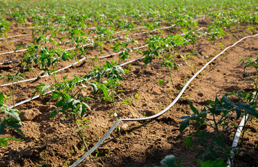 Automatic drip irrigation system for tomato seedlings in a summer field