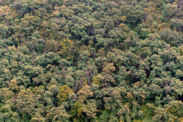 Wall Mural - top view beauty green forest on mountain rock in thailand