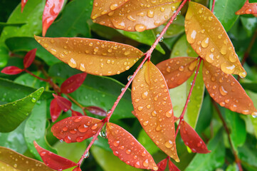 Wall Mural - raindrop on leaf in nature background